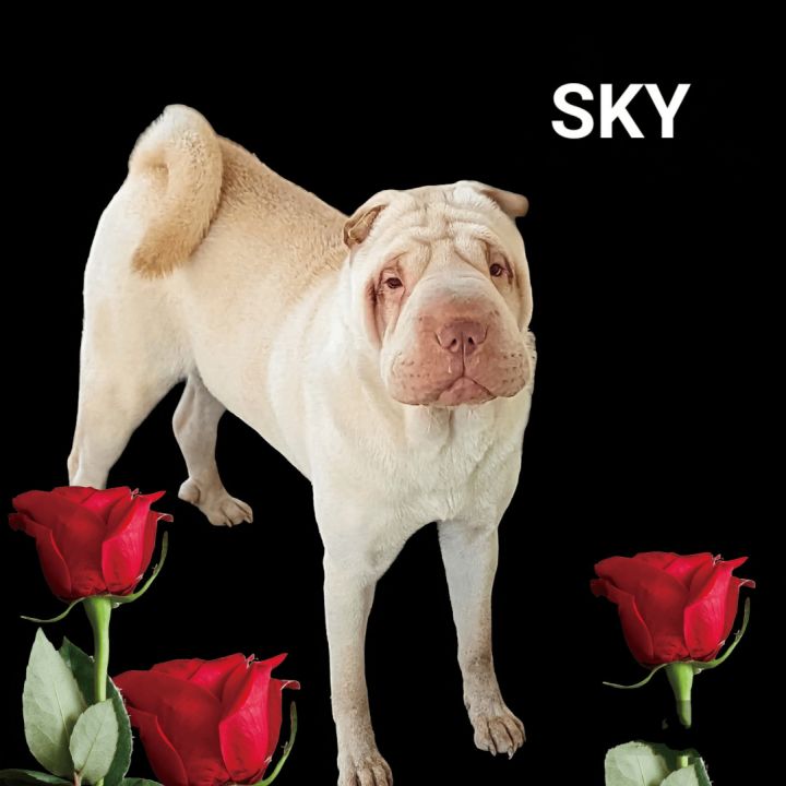 Shar pei sale petfinder