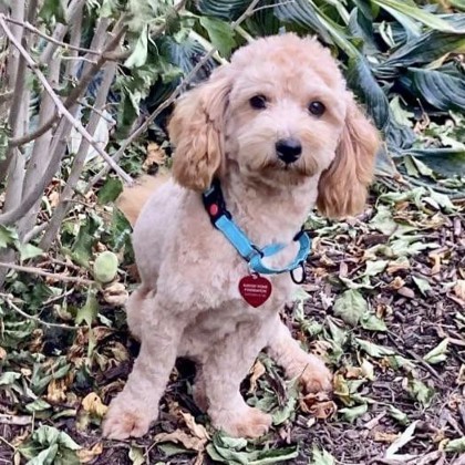 Prospect, an adoptable Poodle, Papillon in Elk Grove Village, IL, 60009 | Photo Image 2