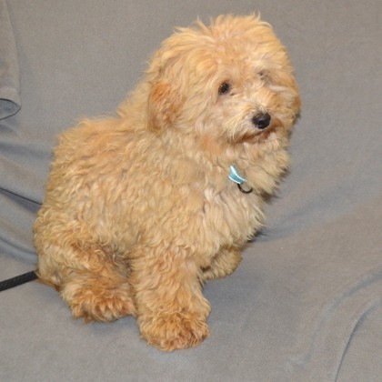 Prospect, an adoptable Poodle, Papillon in Elk Grove Village, IL, 60009 | Photo Image 3