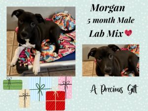 Dog for adoption - MORGAN– 5 MONTH MALE LAB PIT MIX @ PETCO, 5011