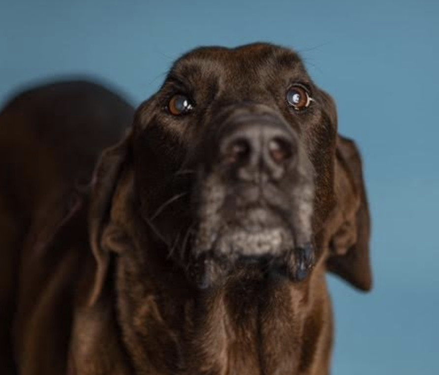 Craigslist Thomasville Ga Pets - q7hb7lj