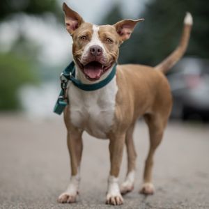 Brandy, Adult Female American Staffordshire Terrier