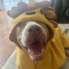 Brandy photo 2