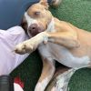 Brandy photo 4