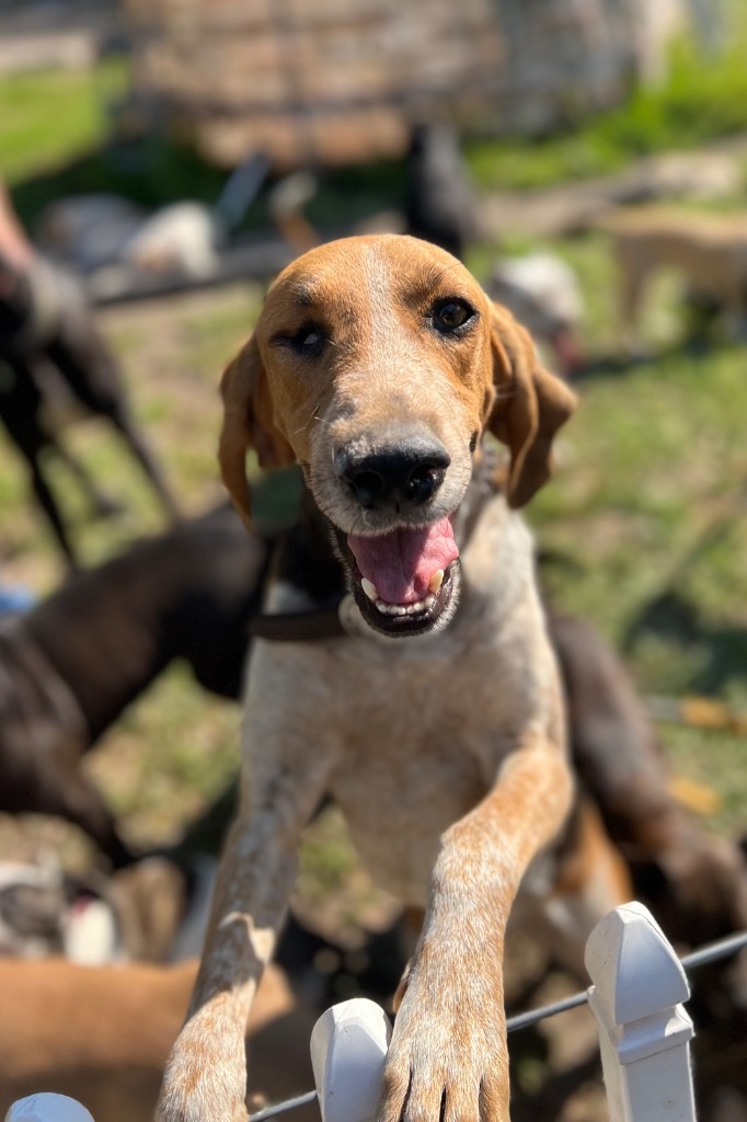 Finished coonhounds hot sale for sale