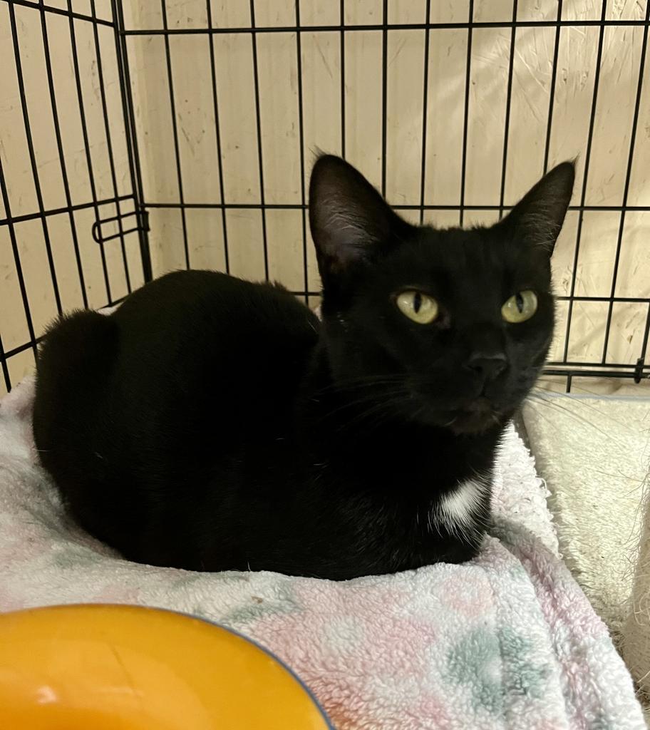 Cruella K, an adoptable Domestic Short Hair in Sherwood, OR, 97140 | Photo Image 1