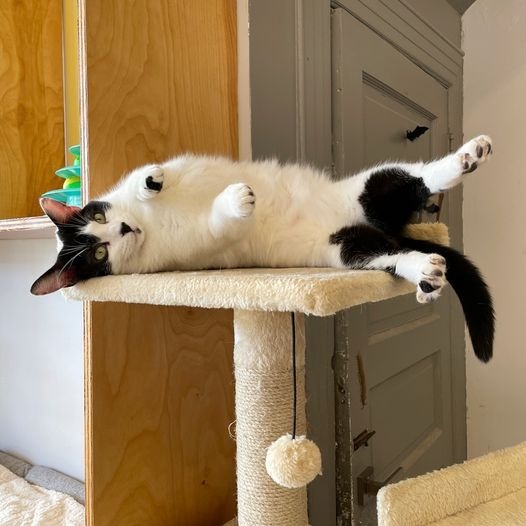 Holly Berry, an adoptable Domestic Short Hair in St. Louis, MO, 63119 | Photo Image 2