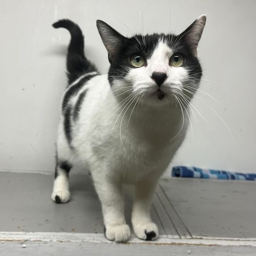 Holly Berry, an adoptable Domestic Short Hair in St. Louis, MO, 63119 | Photo Image 3