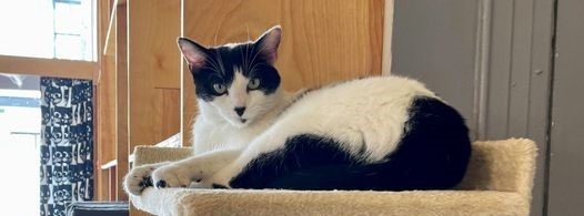 Holly Berry, an adoptable Domestic Short Hair in St. Louis, MO, 63119 | Photo Image 4