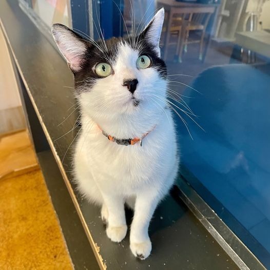 Holly Berry, an adoptable Domestic Short Hair in St. Louis, MO, 63119 | Photo Image 6