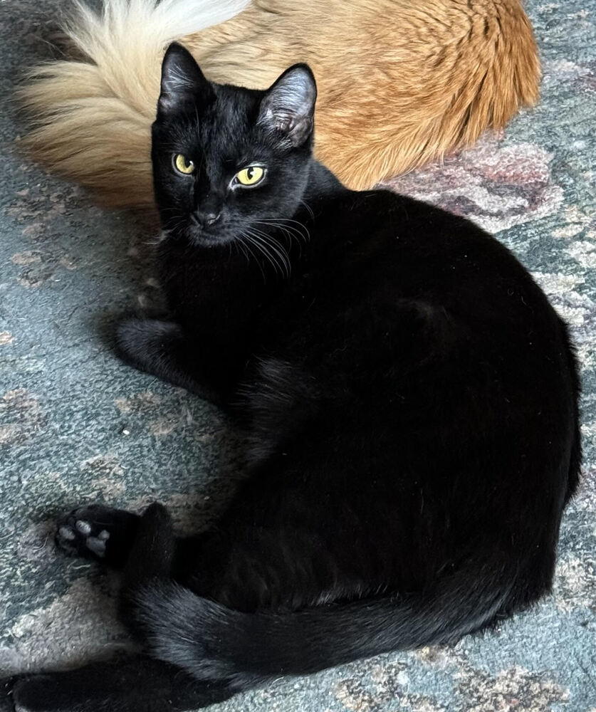 Scout, an adoptable Domestic Short Hair in Lebanon, OR, 97355 | Photo Image 5