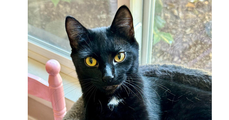 PB Patty, an adoptable Domestic Short Hair in Lebanon, OR, 97355 | Photo Image 1