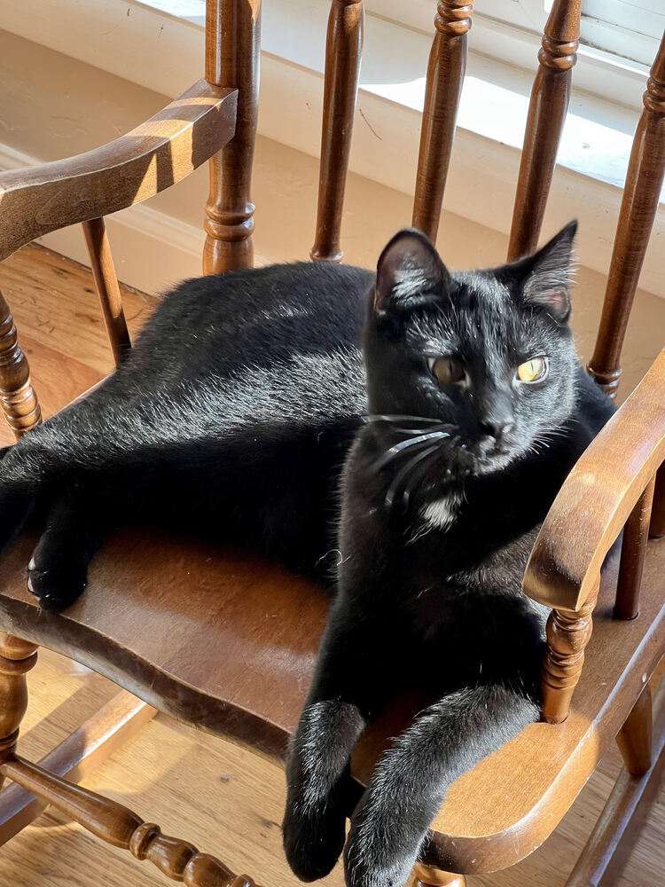 PB Patty, an adoptable Domestic Short Hair in Lebanon, OR, 97355 | Photo Image 4