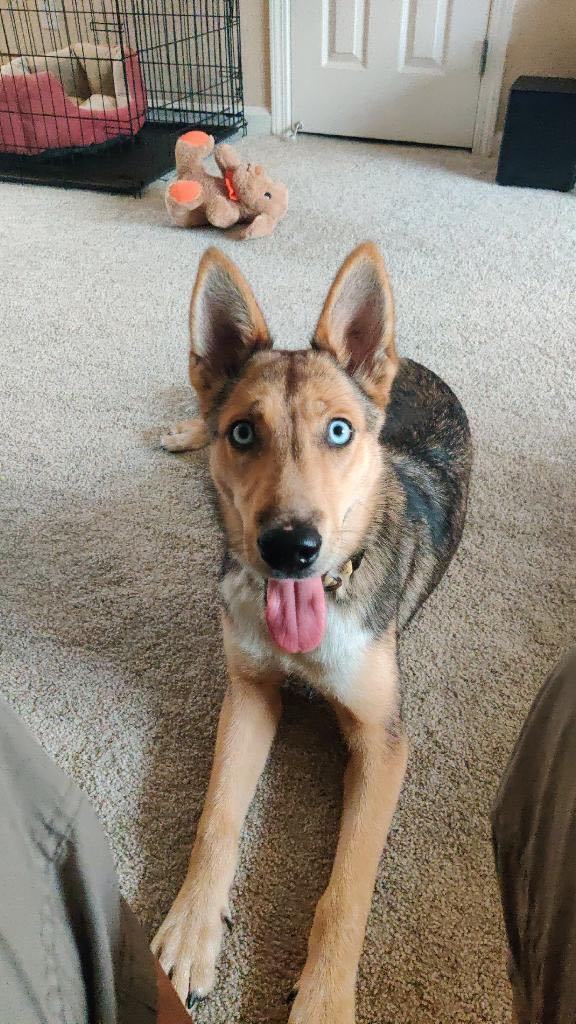 Husky mixed with 2024 german shepherd puppy