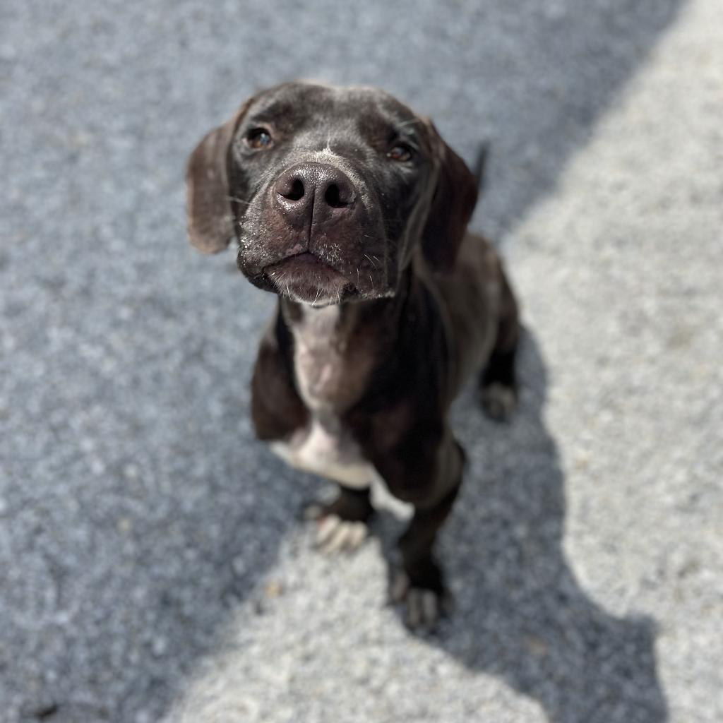 Cornell, an adoptable Mixed Breed in Shelburne, VT, 05482 | Photo Image 1