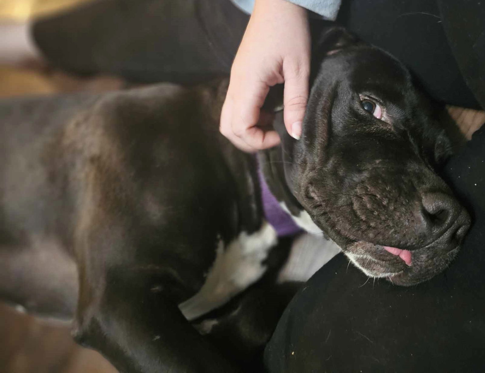 Cornell, an adoptable Mixed Breed in Shelburne, VT, 05482 | Photo Image 3