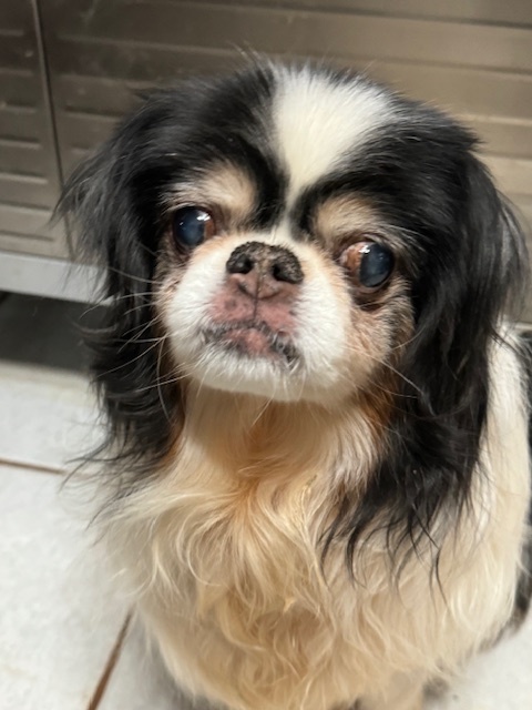 Japanese chin best sale dogs for adoption