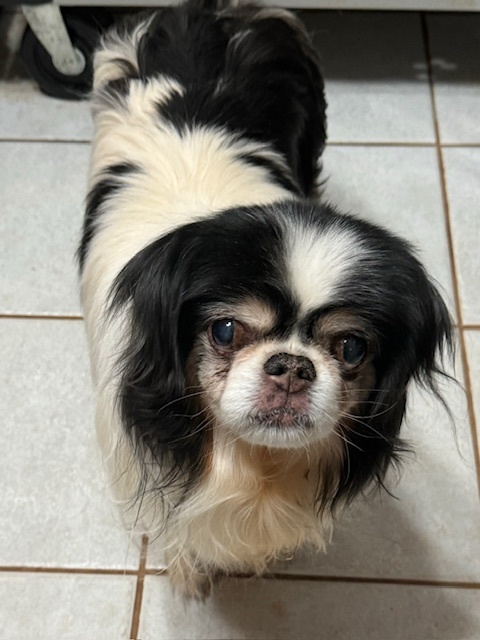 Dog for adoption Cookie a Japanese Chin in Blue Ridge GA