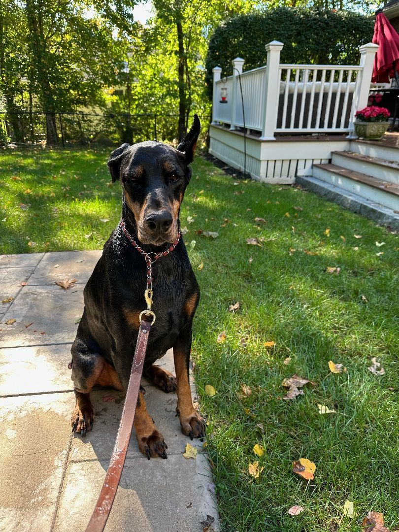 Doberman pinscher deals poodle mix