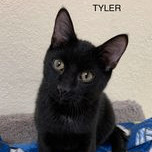 Tyler, an adoptable Domestic Short Hair in Rushville, IL_image-1