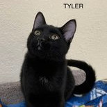 Tyler, an adoptable Domestic Short Hair in Rushville, IL_image-2