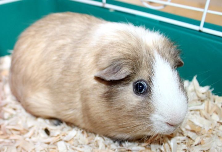 Peanut the guinea outlet pig