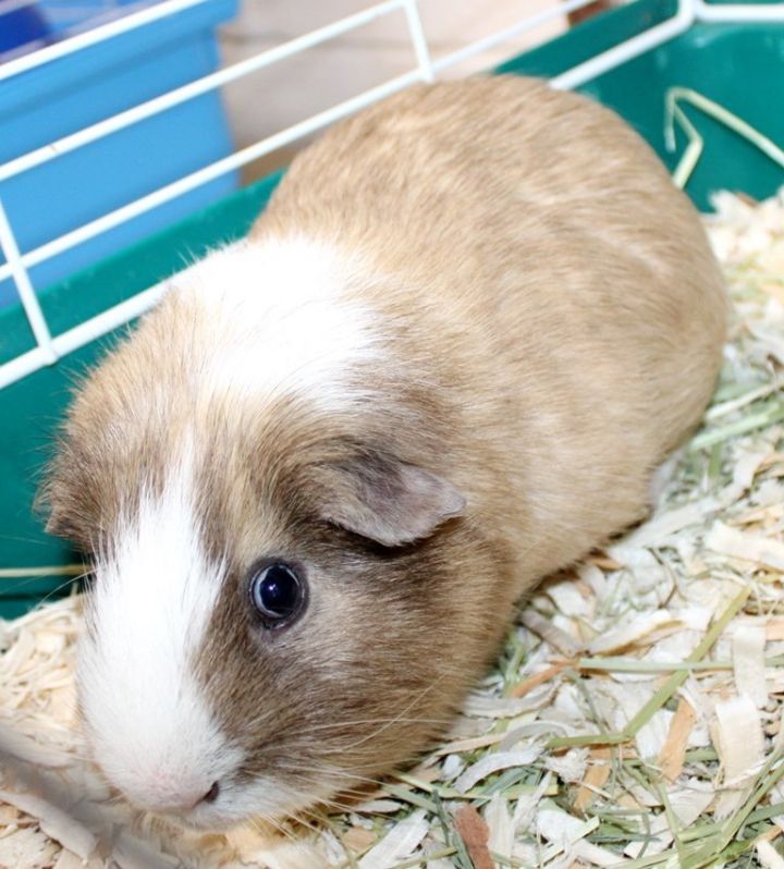 Guinea Pig for adoption 41699 Peanut a Guinea Pig in Ellicott