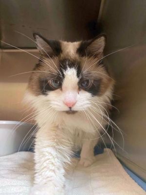 petfinder ragdoll