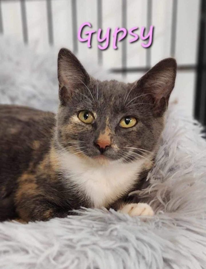 Gypsy 2023, an adoptable Domestic Short Hair in Virginia Beach, VA_image-1