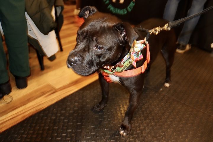Mamacita, an adoptable Pit Bull Terrier Mix in Alexandria, VA_image-3