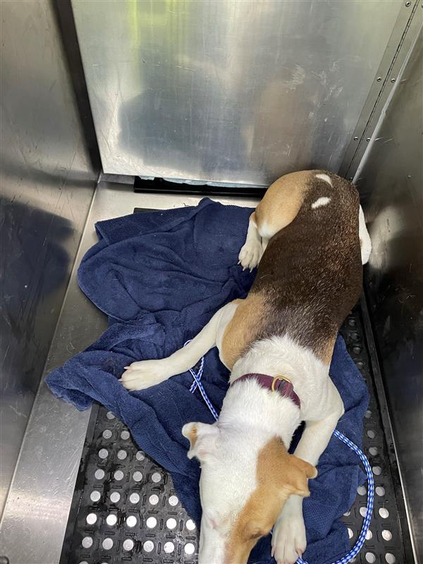 WILEMENA, an adoptable Beagle & Labrador Retriever Mix in Austin, TX_image-1