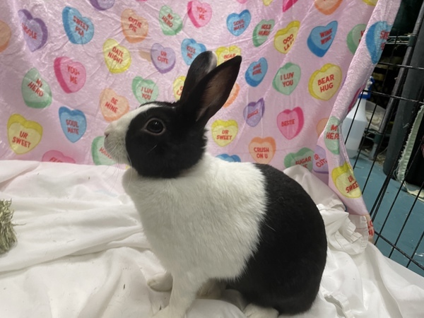 Rabbit for adoption - Ollie, a Bunny Rabbit Mix in New York, NY