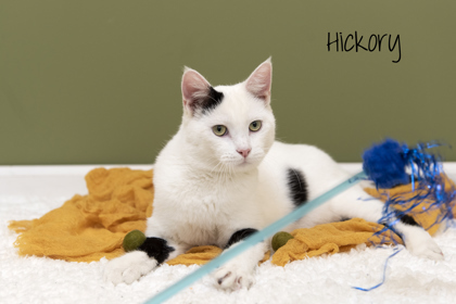 Cat for adoption Hickory a Domestic Short Hair in Pekin IL