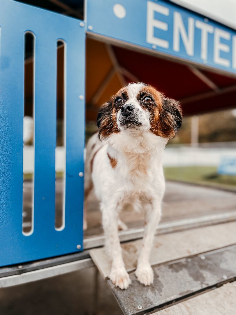 Flow, an adoptable Papillon in Neosho, MO, 64850 | Photo Image 2