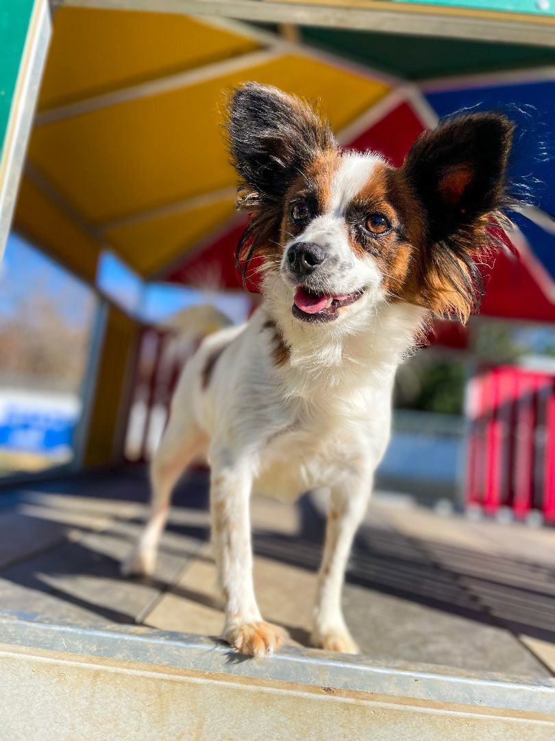 Flow, an adoptable Papillon in Neosho, MO, 64850 | Photo Image 3