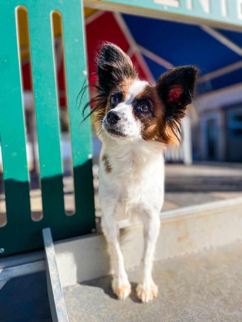 Flow, an adoptable Papillon in Neosho, MO, 64850 | Photo Image 1