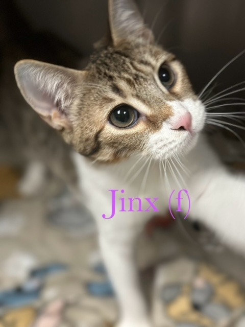 Jinx (f)