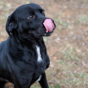 Tyson Black Labrador Retriever Dog