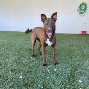 Kelly, Adult Female Mixed Breed