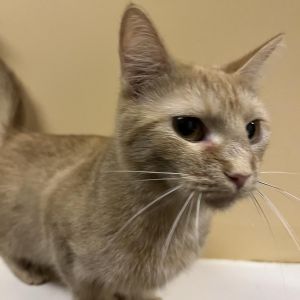 Mango, Adult Female Domestic Short Hair
