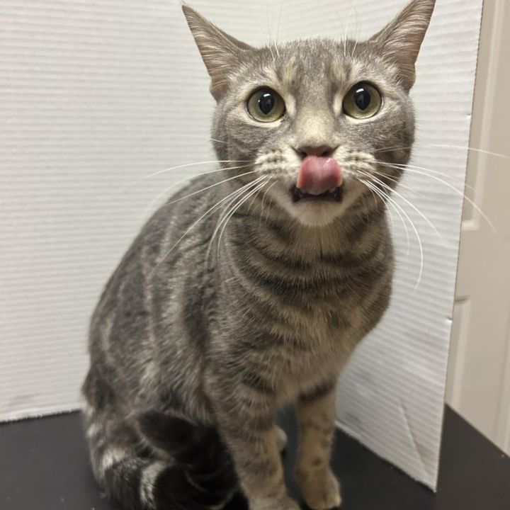 Miss Kitty 1