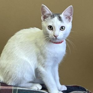 Pistachio, Adult Female Domestic Short Hair