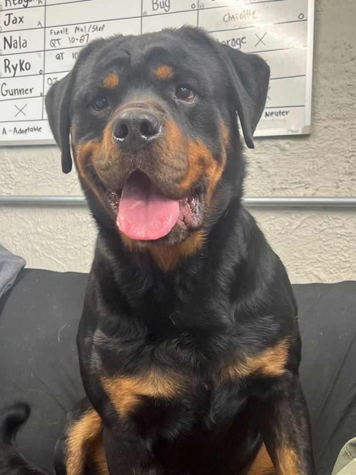 Petfinder rottweiler hot sale