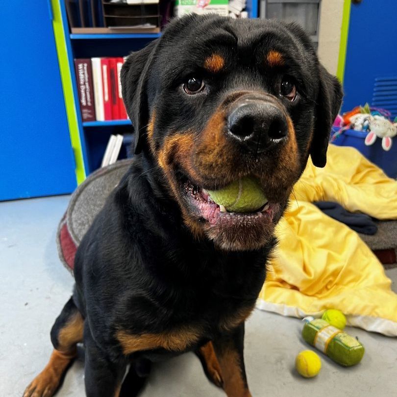 Petfinder rottweiler 2024