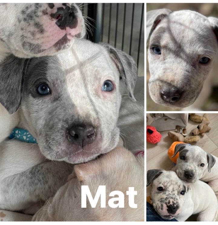 Mat, an adoptable Dogo Argentino Mix in Kansas City, MO_image-1