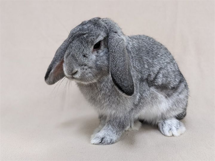 Rabbit for adoption Abelard a Chinchilla Lop Eared Mix in