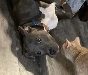 Joy gets along with cats and dogs and all people but she needs a minute to get to know you