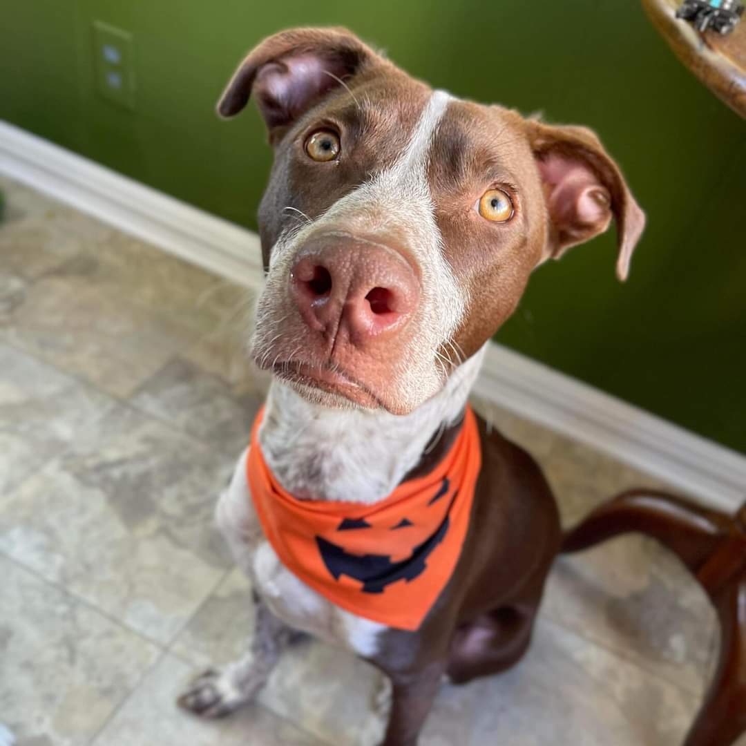 Brady, an adoptable Pit Bull Terrier in Arlee, MT, 59821 | Photo Image 5