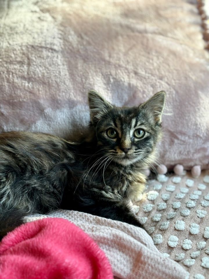 Phoebe 1