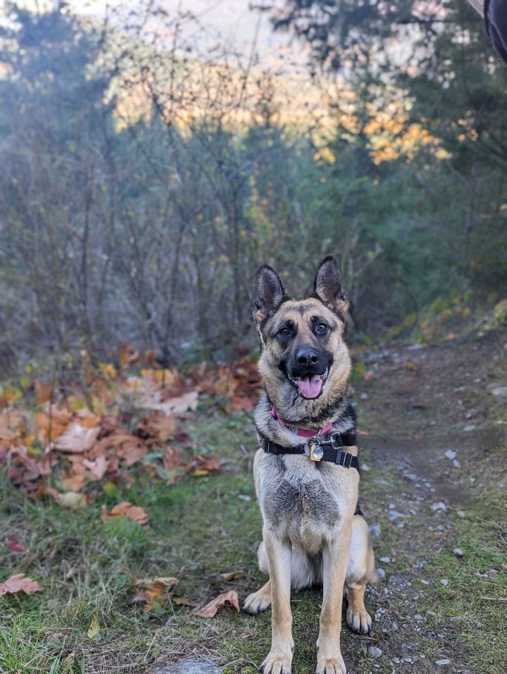Virginia, an adopted German Shepherd Dog Mix in Bellingham, WA_image-1